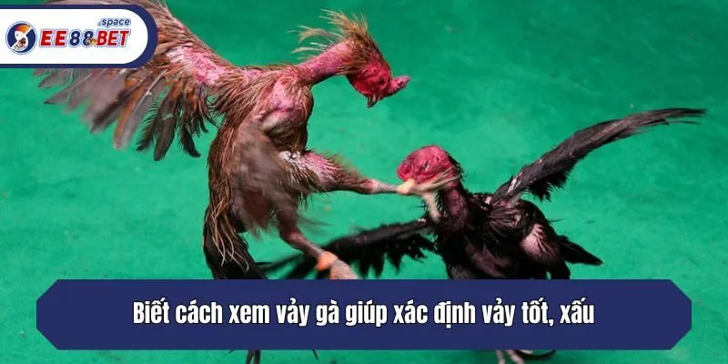 Biết cách xem vảy gà giúp xác định vảy tốt, xấu