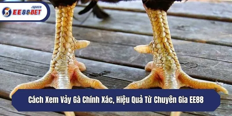 Cách Xem Vảy Gà Chính Xác, Hiệu Quả Từ Chuyên Gia EE88